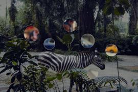 Self Reflection (Zebra)